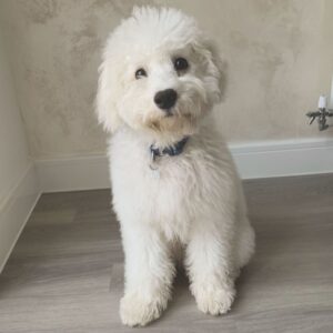 LEO / MALE