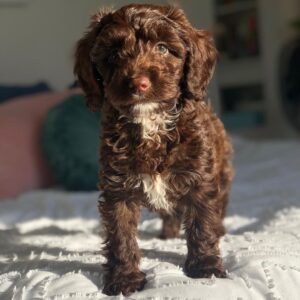 LILAC/ FEMALE