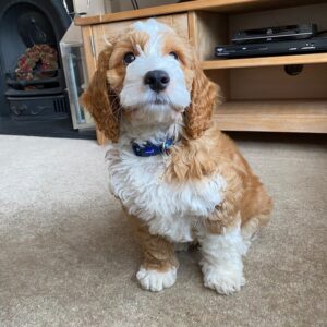 ARLO / MALE